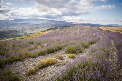 El paisaje se convierte en un vasto mar de tonos violetas y morados durante estas semanas estivales.