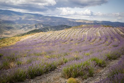 El paisaje se convierte en un vasto mar de tonos violetas y morados durante estas semanas estivales.