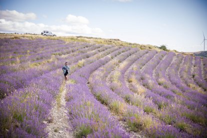 El paisaje se convierte en un vasto mar de tonos violetas y morados durante estas semanas estivales.