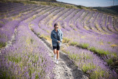 El paisaje se convierte en un vasto mar de tonos violetas y morados durante estas semanas estivales.