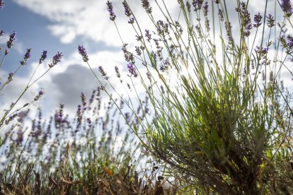 El paisaje se convierte en un vasto mar de tonos violetas y morados durante estas semanas estivales.