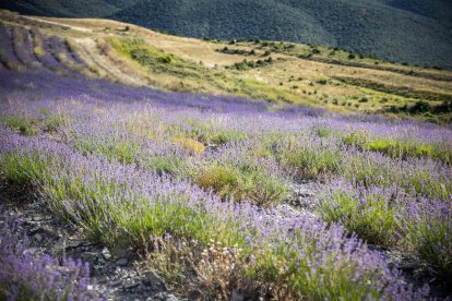 El paisaje se convierte en un vasto mar de tonos violetas y morados durante estas semanas estivales.