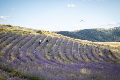 El paisaje se convierte en un vasto mar de tonos violetas y morados durante estas semanas estivales.