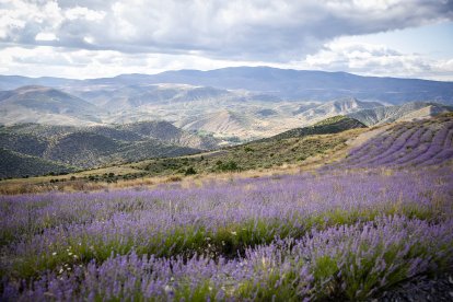 El paisaje se convierte en un vasto mar de tonos violetas y morados durante estas semanas estivales.