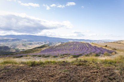 El paisaje se convierte en un vasto mar de tonos violetas y morados durante estas semanas estivales.