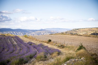 El paisaje se convierte en un vasto mar de tonos violetas y morados durante estas semanas estivales.