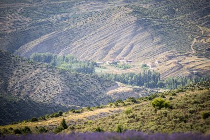 El paisaje se convierte en un vasto mar de tonos violetas y morados durante estas semanas estivales.
