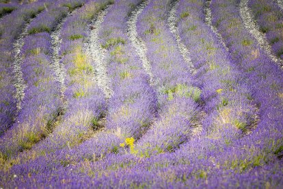 El paisaje se convierte en un vasto mar de tonos violetas y morados durante estas semanas estivales.