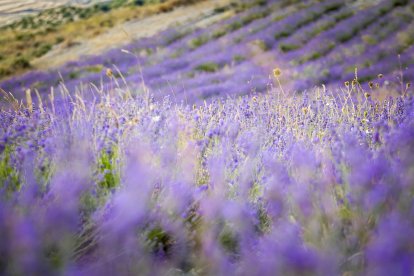 El paisaje se convierte en un vasto mar de tonos violetas y morados durante estas semanas estivales.