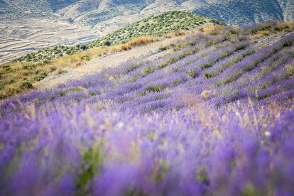 El paisaje se convierte en un vasto mar de tonos violetas y morados durante estas semanas estivales.