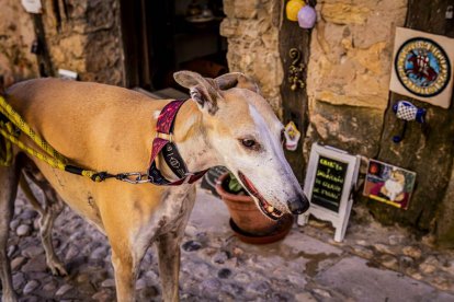 Un pueblo medieval con rincones que no puedes perderte