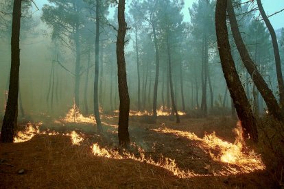El Incendio de Izana quemó parte de Matamala de Almazán y Tardelcuende