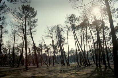 El Incendio de Izana quemó parte de Matamala de Almazán y Tardelcuende