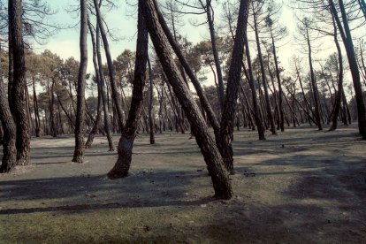 El Incendio de Izana quemó parte de Matamala de Almazán y Tardelcuende