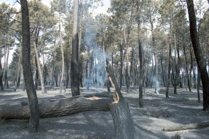 El Incendio de Izana quemó parte de Matamala de Almazán y Tardelcuende