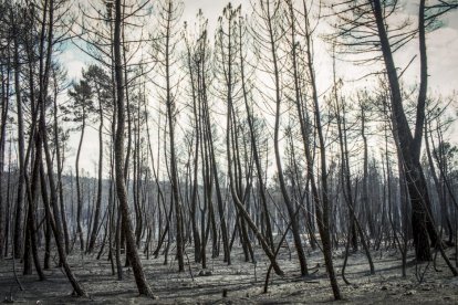 El Incendio de Izana quemó parte de Matamala de Almazán y Tardelcuende