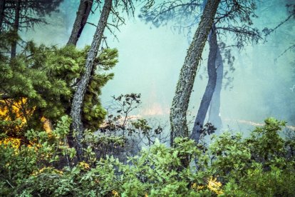 El Incendio de Izana quemó parte de Matamala de Almazán y Tardelcuende
