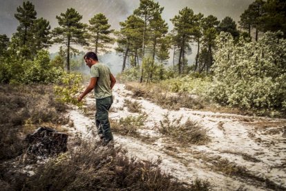 El Incendio de Izana quemó parte de Matamala de Almazán y Tardelcuende