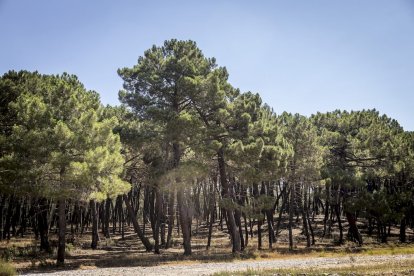 El bosque va recuperando su porte y su esencia