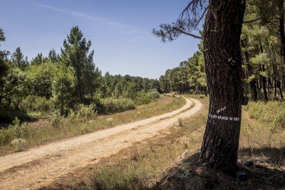 El bosque va recuperando su porte y su esencia
