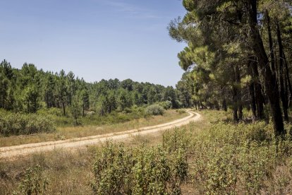 El bosque va recuperando su porte y su esencia