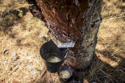 El bosque va recuperando su porte y su esencia