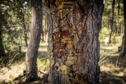 El bosque va recuperando su porte y su esencia