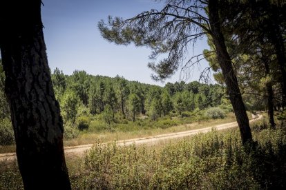 El bosque va recuperando su porte y su esencia