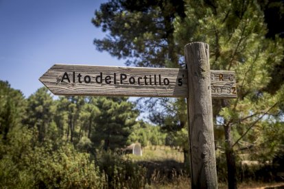El bosque va recuperando su porte y su esencia