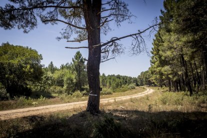 El bosque va recuperando su porte y su esencia