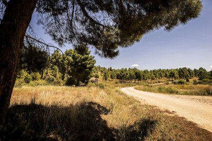 El bosque va recuperando su porte y su esencia