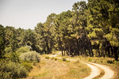 El bosque va recuperando su porte y su esencia