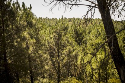 El bosque va recuperando su porte y su esencia