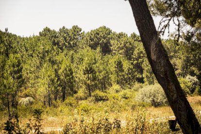 El bosque va recuperando su porte y su esencia