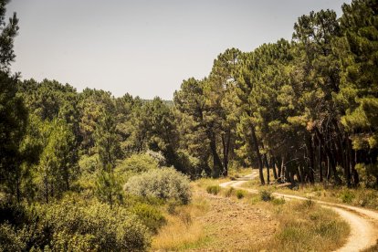 El bosque va recuperando su porte y su esencia