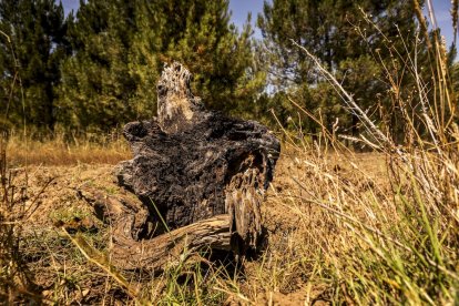 El bosque va recuperando su porte y su esencia