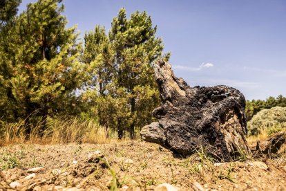 El bosque va recuperando su porte y su esencia