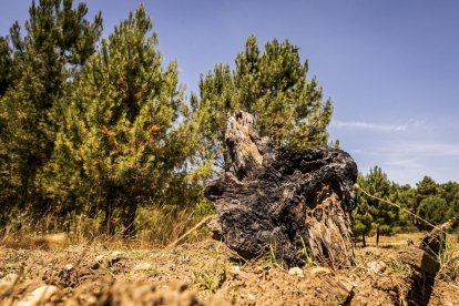 El bosque va recuperando su porte y su esencia