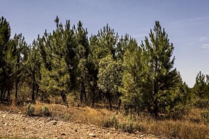 El bosque va recuperando su porte y su esencia