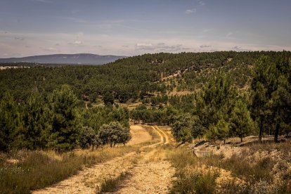 El bosque va recuperando su porte y su esencia