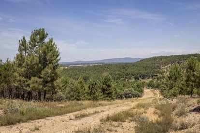 El bosque va recuperando su porte y su esencia