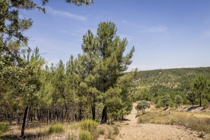 El bosque va recuperando su porte y su esencia