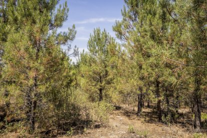 El bosque va recuperando su porte y su esencia