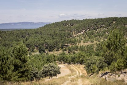 El bosque va recuperando su porte y su esencia