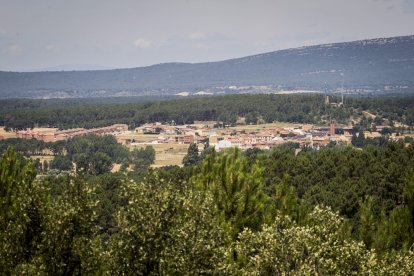El bosque va recuperando su porte y su esencia