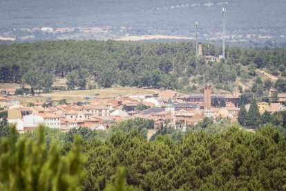 El bosque va recuperando su porte y su esencia