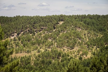El bosque va recuperando su porte y su esencia