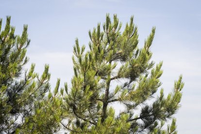 El bosque va recuperando su porte y su esencia