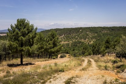 El bosque va recuperando su porte y su esencia