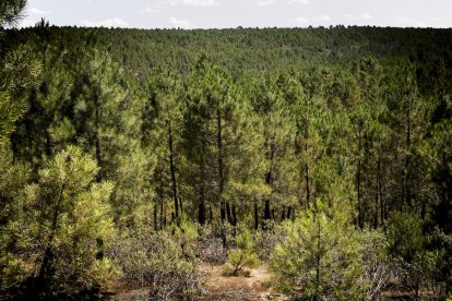 El bosque va recuperando su porte y su esencia